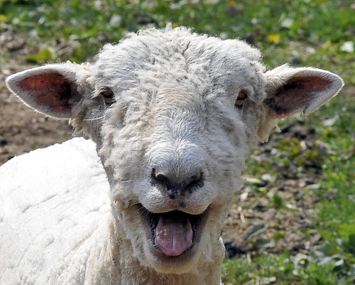 a male sheep is called a ram